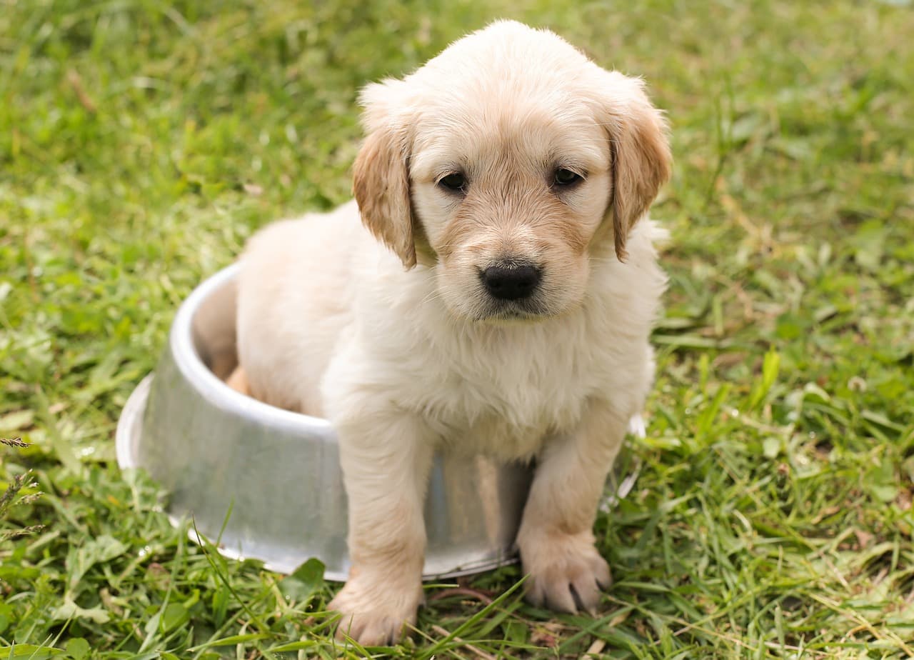 Ein Hund ist ein Familienmitglied, das viel Aufmerksamkeit erfordert